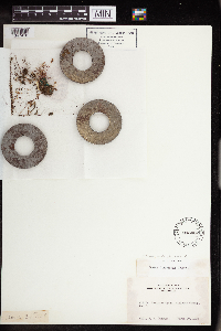 Sedella pumila image