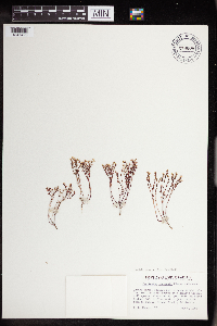 Sedella pumila image
