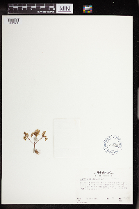 Sedella pumila image