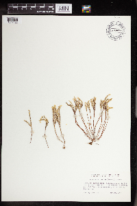 Sedella pumila image