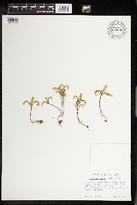 Sedella pumila image