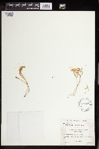 Sedella pumila image