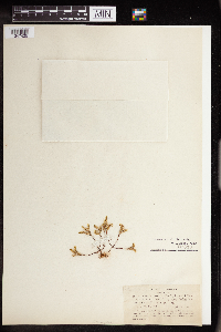 Sedella pumila image