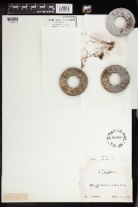 Sedella pumila image