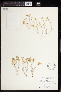 Sedella pumila image