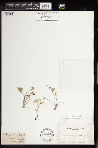 Sedella pumila image