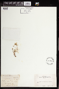 Sedella pumila image