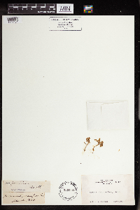 Sedella pumila image