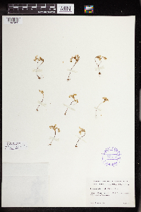 Sedella pumila image