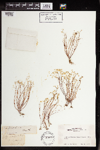 Sedella pumila image