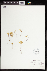 Sedella pumila image