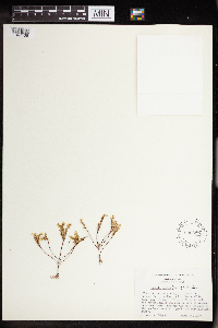 Sedella pumila image