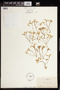 Sedella pumila image