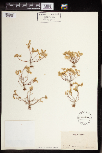 Sedella pumila image