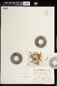Sedella pumila image