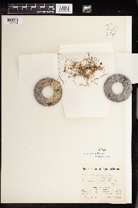 Sedella pumila image