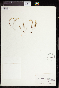 Sedella pumila image