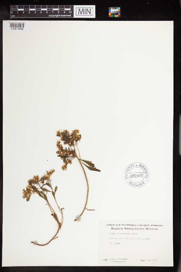 Sedum sarmentosum image