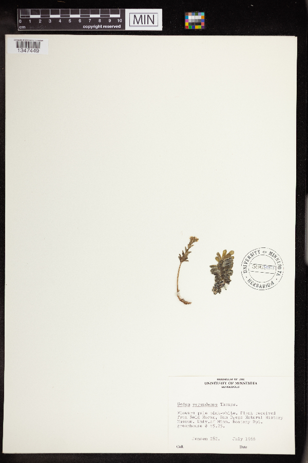 Sedum versadense image