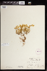 Sedum acre image