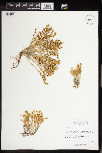 Sedum acre image