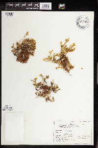 Sedum acre image