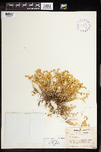 Sedum acre image