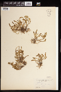 Sedum acre image