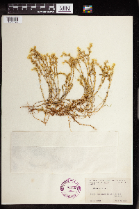 Sedum acre image
