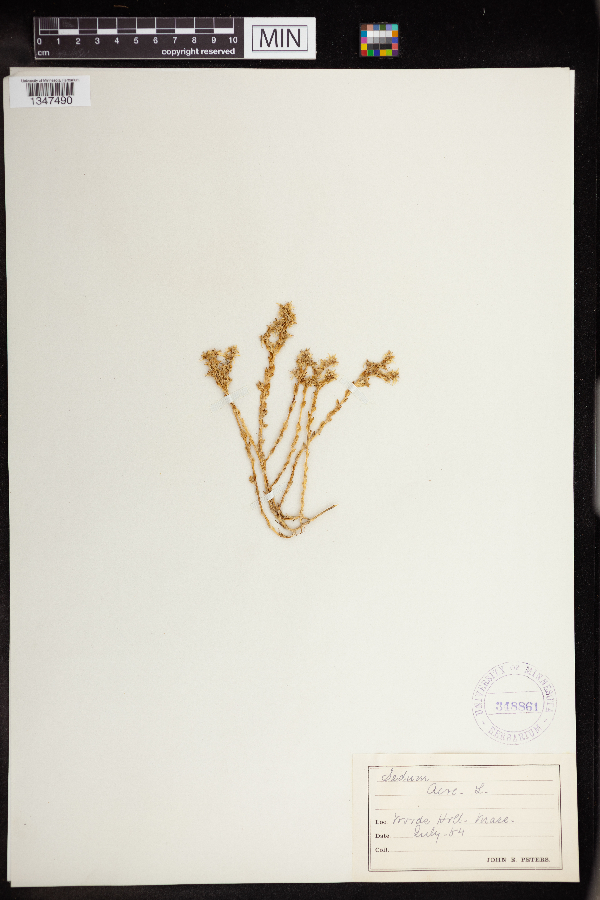 Sedum acre image