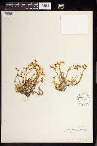 Sedum acre image