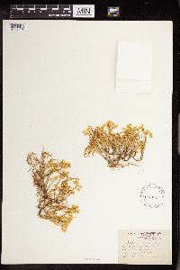 Sedum acre image