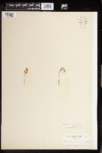 Sedella pumila image