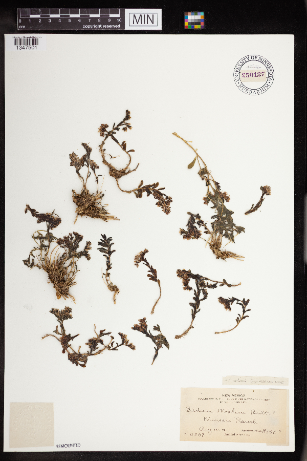 Sedum cockerellii image