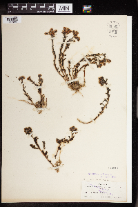 Sedum cockerellii image