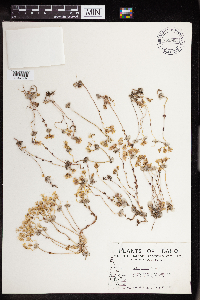Sedum debile image