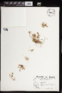 Sedum debile image