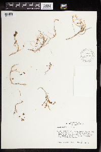 Sedum debile image