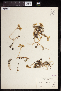Sedum debile image