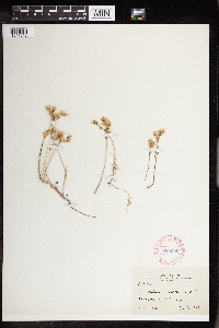 Sedum debile image