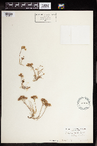 Sedum debile image
