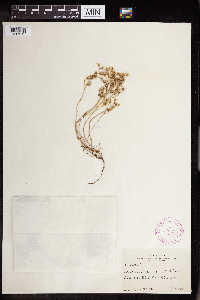 Sedum debile image