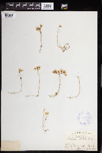 Sedum debile image