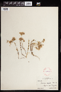 Sedum debile image
