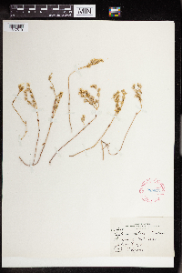Sedum debile image