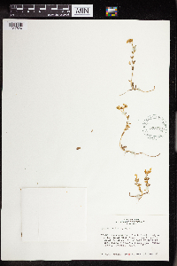 Sedum debile image