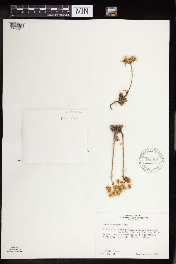 Sedum divergens image