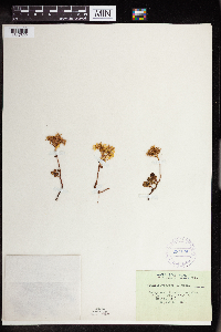 Sedum divergens image