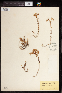 Sedum divergens image