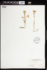 Sedum divergens image